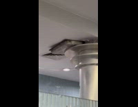 Tray used to hold the restaurant ceiling