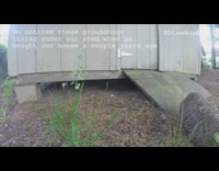 Groundhog walks up to gopro camera shed 