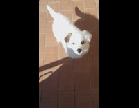 White Puppy Has Head Scratched On Tile