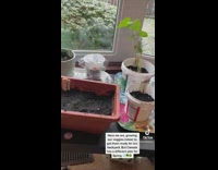 Person plants indoors while it snows 