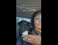 Woman gives a puppuccino to her dog 
