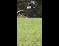 Black shorts guy trunk lift grass tree 