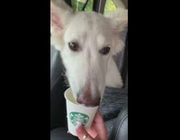 White dog licks whipped cream puppicino out of starbucks cup in backseat car