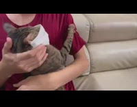 Pet cat wears a face mask and carried by owner