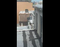 Collab winy - Dog on apartment building roof beside window