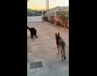 Dog gets zoomies runs around the house