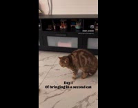 Day 1 to now of second cat 