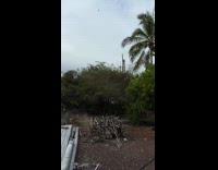 Man gets hit by a falling tree