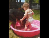 Baby and german shepard dog playing inside of small pink kiddie pool