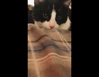 Black white cat on bed jump attack