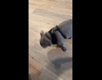 Collab Clips MPUGC - Dog couldnt stop sneezing