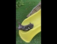 French bulldog dog falls off yellow slide 