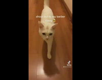 Cat looking at blood on owners leg after scratch 