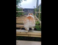 Back side corgi dog climb up stairs
