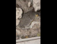 Dead squirrel in nest outside of screen window