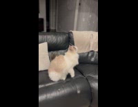 Cat plays with bubbles on the couch