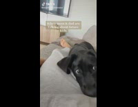 Dog plays with dad while on the couch