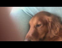 Brown dog on sofa paw on chin