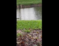 Man hiding in hole of pond water 