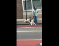 Collab winy - Woman make dog poop in plastic bag