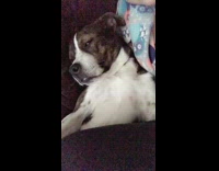 Dog sleeps couch eyes half open