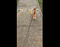 Dog carry stick with poop plastic bag