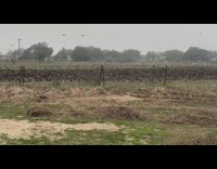 Thousands of birds fly across sky grass