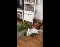 Collab Clips MPUGC - Proud white cat destroys plant
