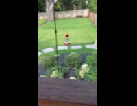 Woman startled by cat jumping out from bushes 