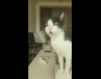 Black white cat and owner talks with meow