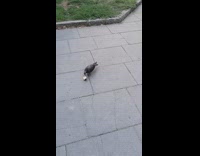 Pigeon bird on pavement throw bread around