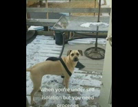 Brown dog buy groceries food for owner