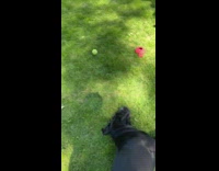 Dog jumps to catch ball fail