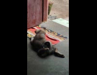 Dog catch and plays cockroach outside house part 2