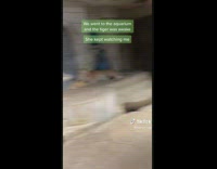 Collab BitchMP - Girl playing with tiger in exhibit