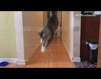 Grey white cat jumps over saran wrap 