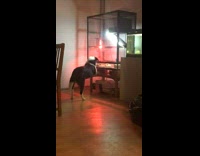 Collab DailyDoseOfInternet - Black white dog looks at bearded dragon 