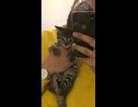 Collab KaleSaladIG - Guy yellow sweatshirt holds kitten who meows