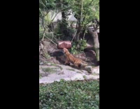 Tiger pulls tree down metal barrel zoo 
