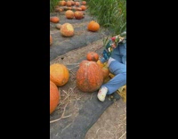 Girl sits on pumpkin and it breaks 
