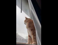 Orange cat sit look outside of window