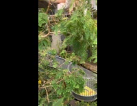 Lots of plants inside of museum