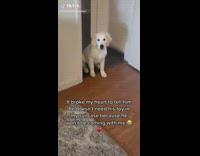 Dog puts his toy inside owners luggage 