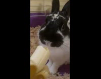 Black white bunny rabbit eats banana 