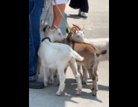 Man hold leash of multiple goats street