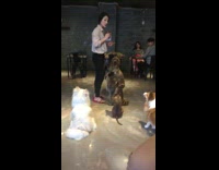 Raccoon plays air guitar for treat 