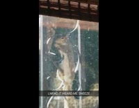 squirrel looks at person when they sneeze 