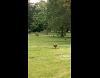 ClipsIG - Kids with food box run on cemetery walkway