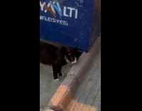 Black and white stray cat has mustache 