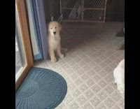 Golden retriever puppy dog sits purple curtain 